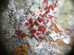 Polycauliona luteominia