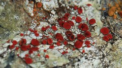 Polycauliona luteominia