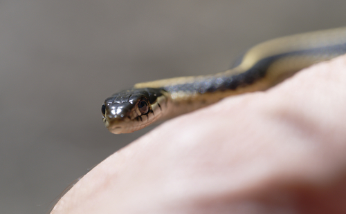 iNaturalist observation photo of Mountain Garter Snake