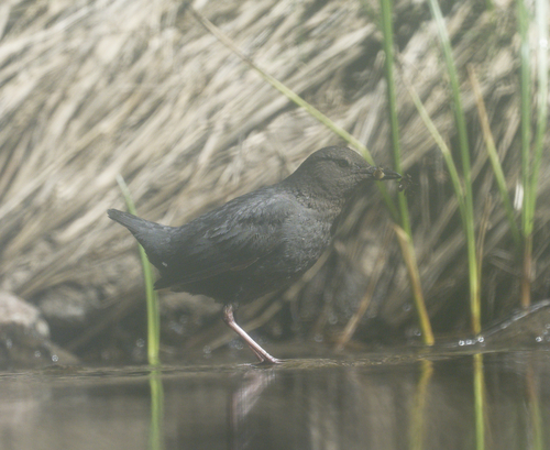 iNaturalist observation photo of American Dipper