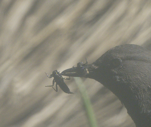 iNaturalist observation photo of Dragonflies and Damselflies