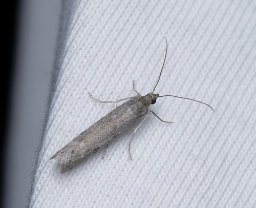 iNaturalist observation photo of Phycitini