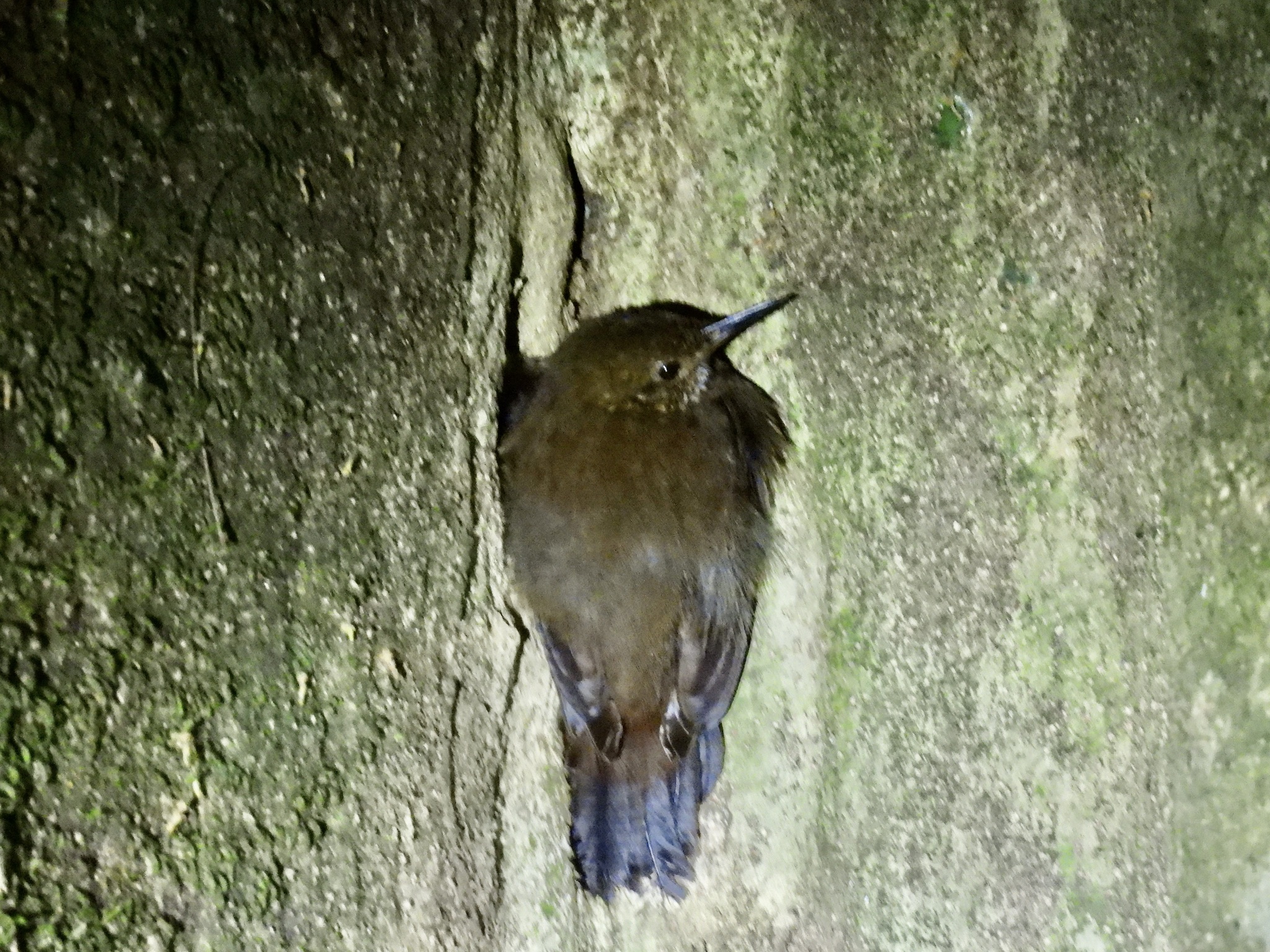 Scaly-throated Leaftosser (Sclerurus guatemalensis), photo 8