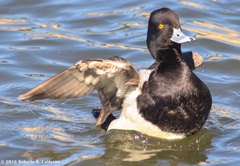Aythya affinis