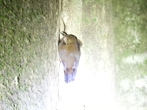Scaly-throated Leaftosser (Sclerurus guatemalensis), photo 7
