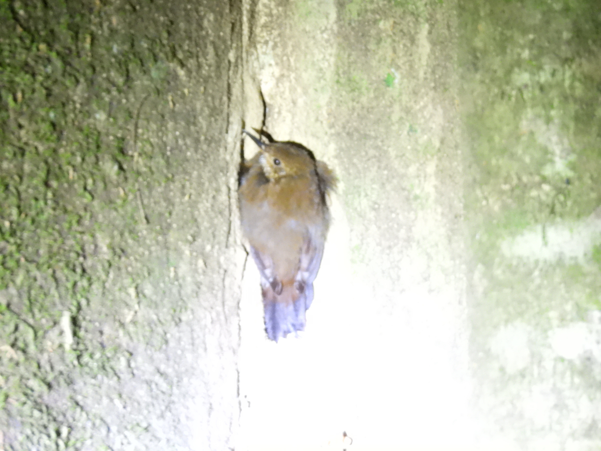Scaly-throated Leaftosser (Sclerurus guatemalensis), photo 9
