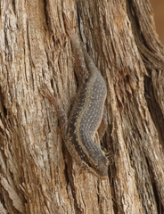 Trachylepis spilogaster