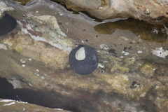Nerita atramentosa