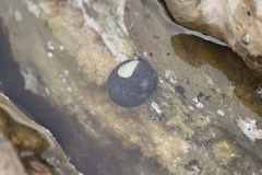 Nerita atramentosa