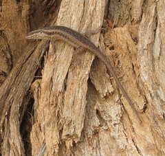 Trachylepis spilogaster