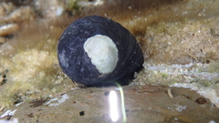 Nerita atramentosa