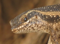 Trachylepis spilogaster