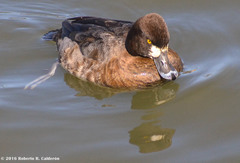 Aythya affinis