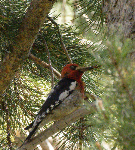 iNaturalist observation photo of Red-breasted Sapsucker
