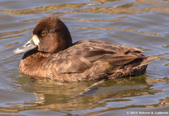 Aythya affinis