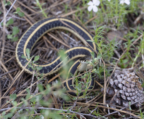 iNaturalist observation photo of Mountain Garter Snake
