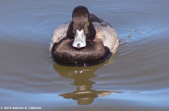 Aythya affinis