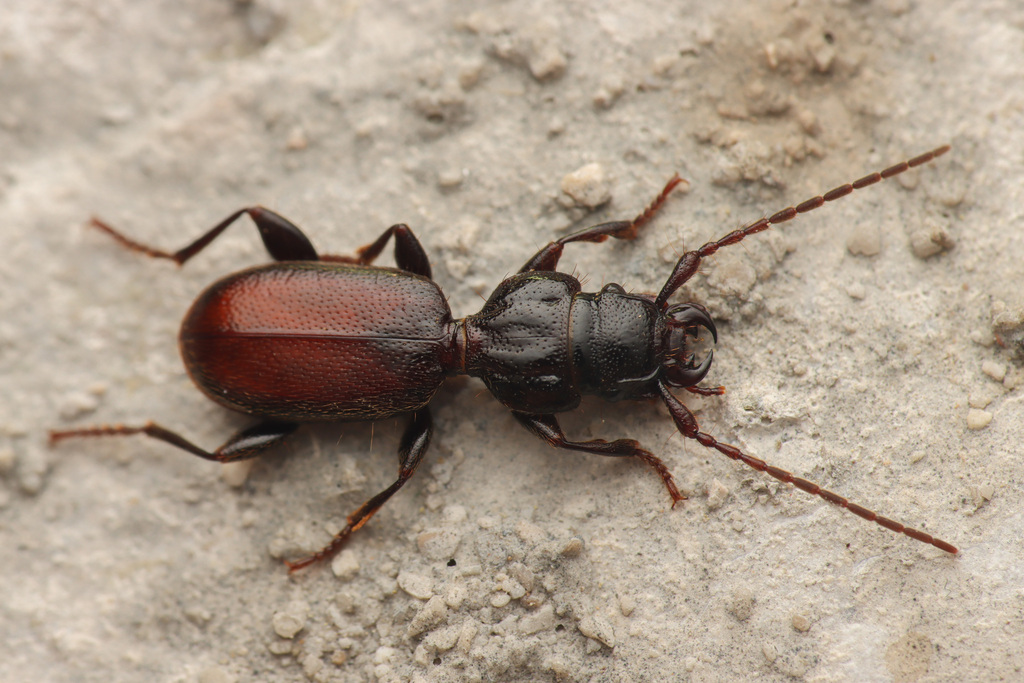 Siagona europaea