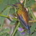 Copper-rumped Hummingbird - Photo (c) barloventomagico, some rights reserved (CC BY-NC-ND)