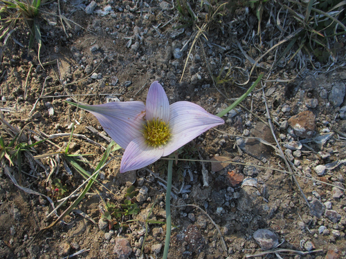 Colchicum melanthioides image