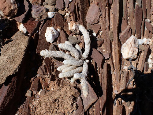 Anacampseros papyracea (Anacampseros papyracea)