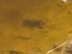 Cherax cainii