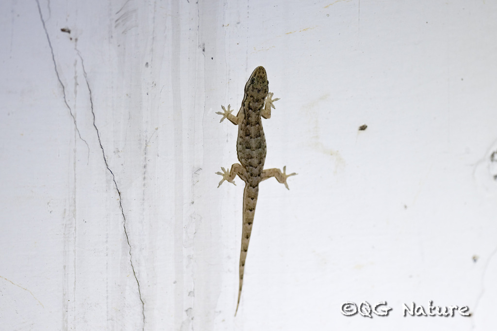 Northern Burmese Half-Toed Gecko
