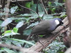 Pterorhinus chinensis