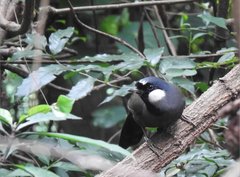 Pterorhinus chinensis