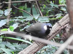 Pterorhinus chinensis