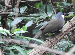 Pterorhinus chinensis