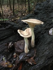 Pleurotus tuber-regium