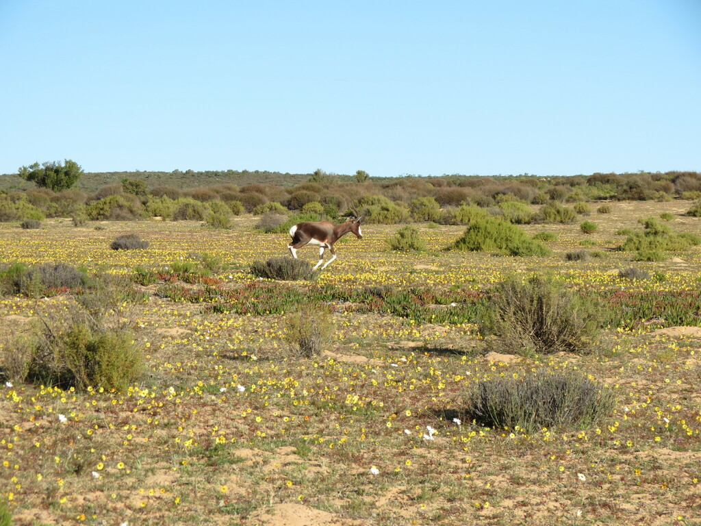 Damaliscus pygargus pygargus, West Coast District Municipality, South Africa, by christiaan_viljoen