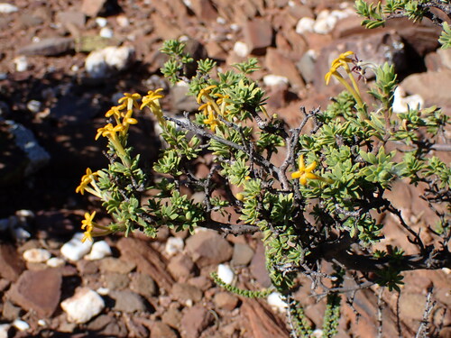 Image of Lasiosiphon deserticola by (c) Ren Hoekstra, some rights reserved (CC BY)