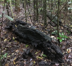 Pleurotus tuber-regium