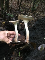 Pleurotus tuber-regium