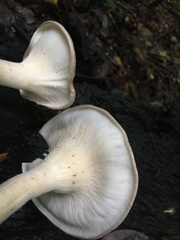 Pleurotus tuber-regium