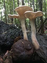Pleurotus tuber-regium