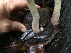 Pleurotus tuber-regium