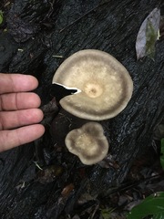 Pleurotus tuber-regium
