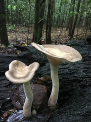 Pleurotus tuber-regium