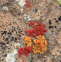 Polycauliona luteominia