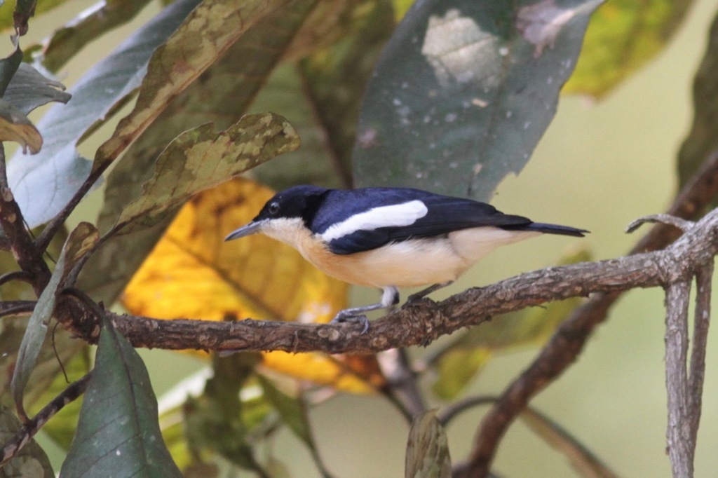 Yellow-Bellied Hyliota