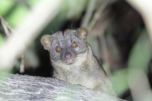 African Palm-civet