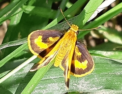 Taractrocera archias