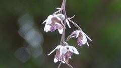 Dendrobium turbinatum