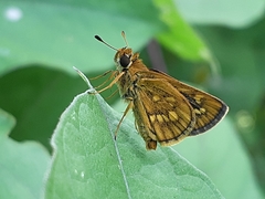 Taractrocera ardonia