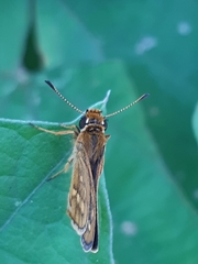 Taractrocera ardonia
