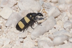 Hycleus maculiventris