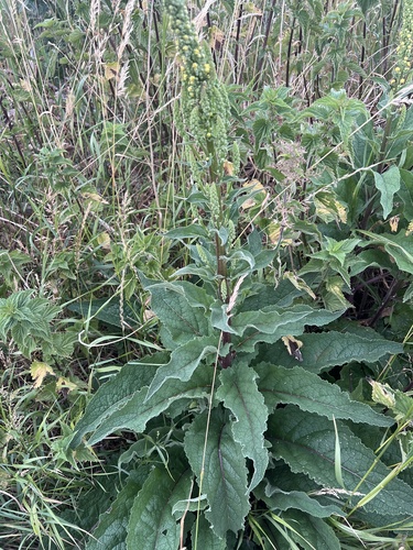 Verbascum nigrum iNat (2)